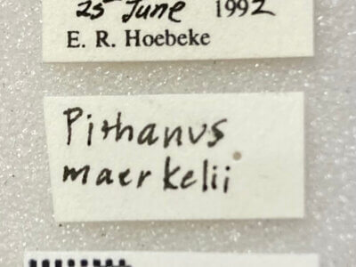 label view of adult Pithanus maerkelii
