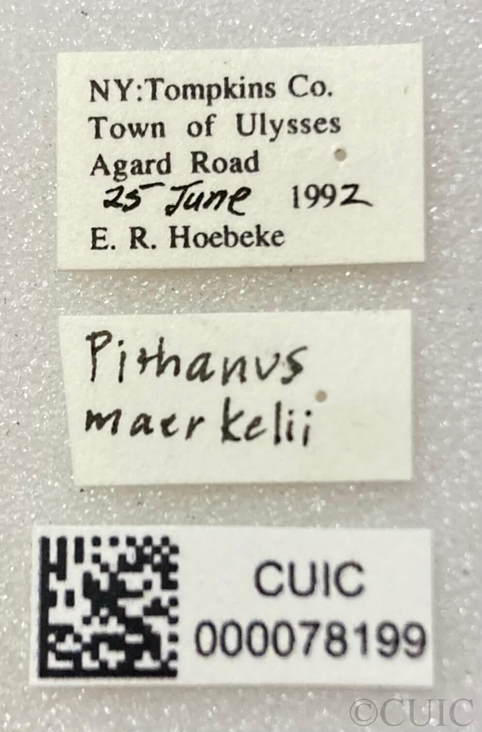 label view of adult Pithanus maerkelii