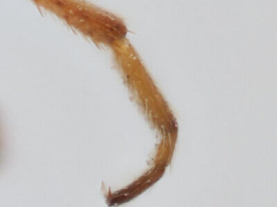 adult Pithanus maerkelii