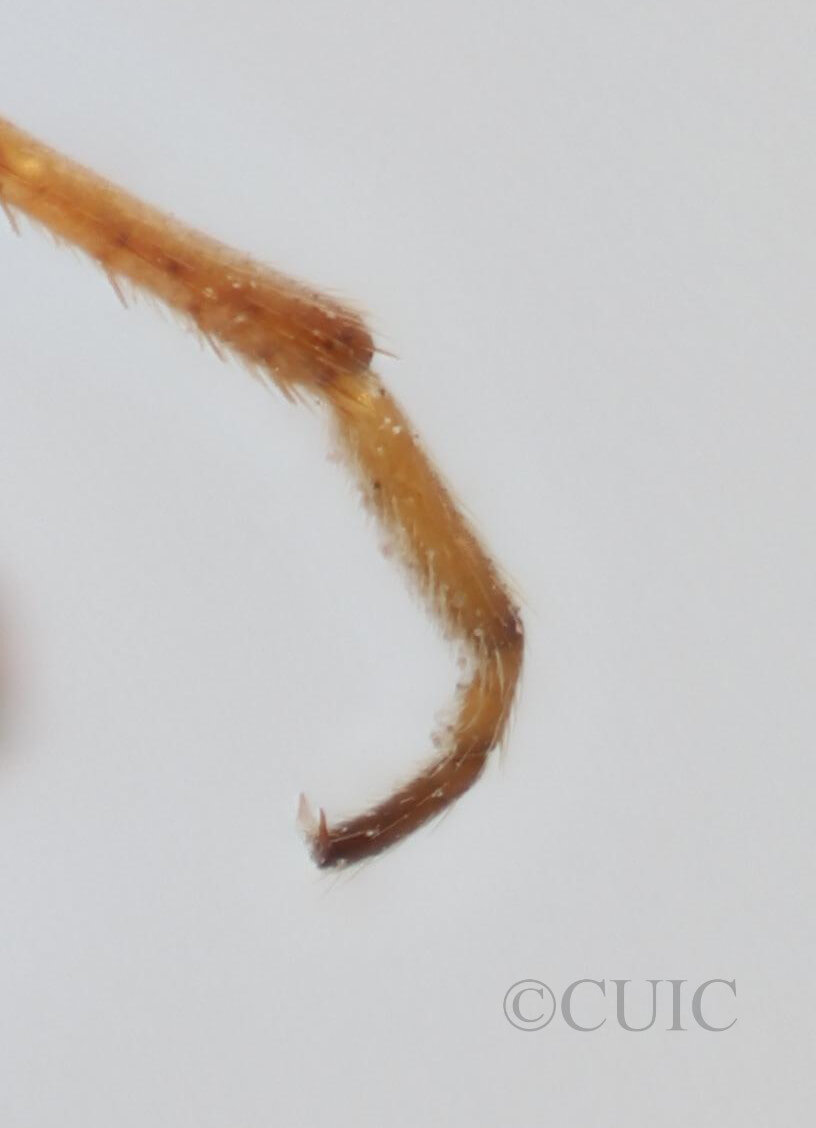 adult Pithanus maerkelii