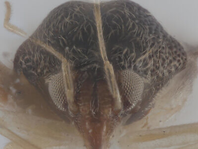 adult Pycnoderes quadrimaculatus