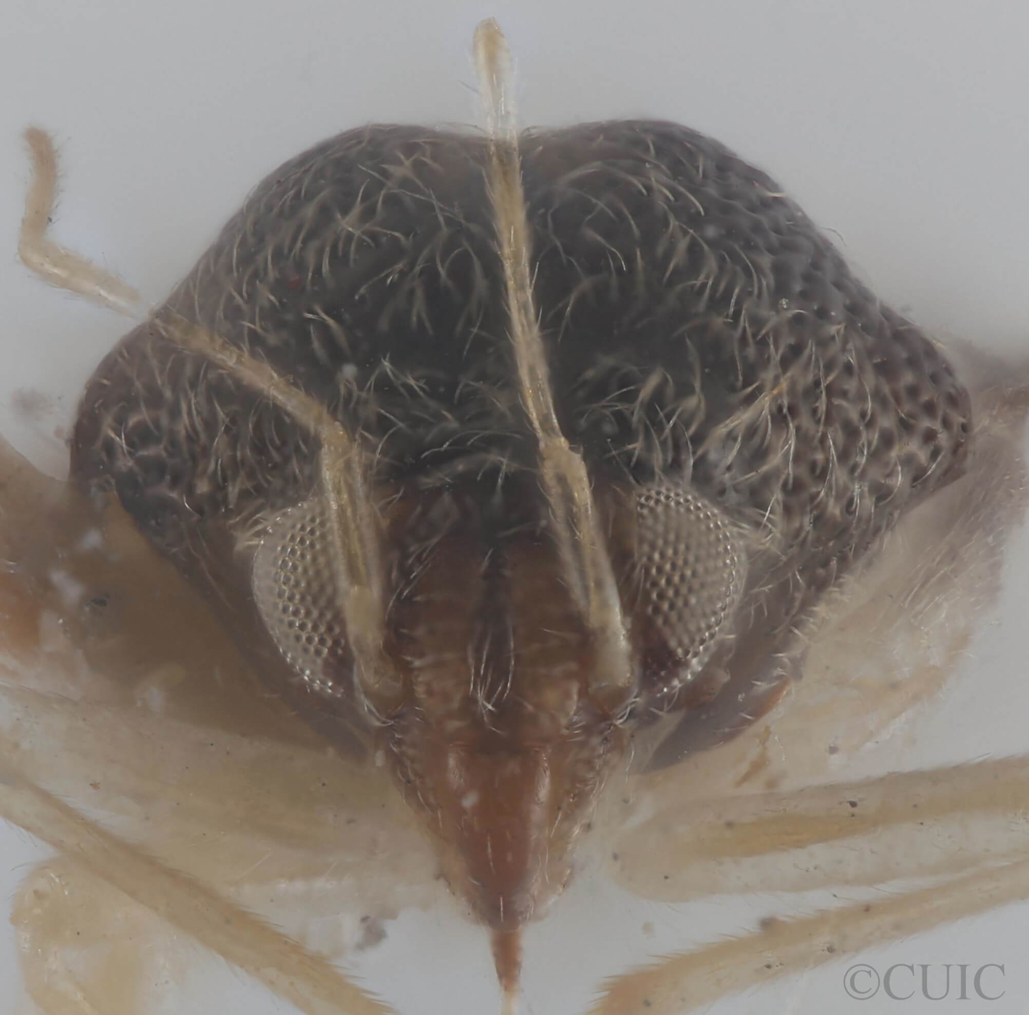 adult Pycnoderes quadrimaculatus