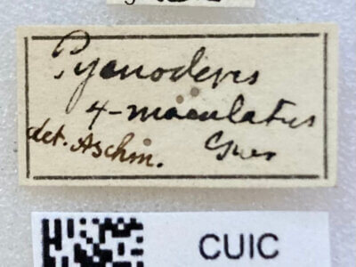 label view of adult Pycnoderes quadrimaculatus