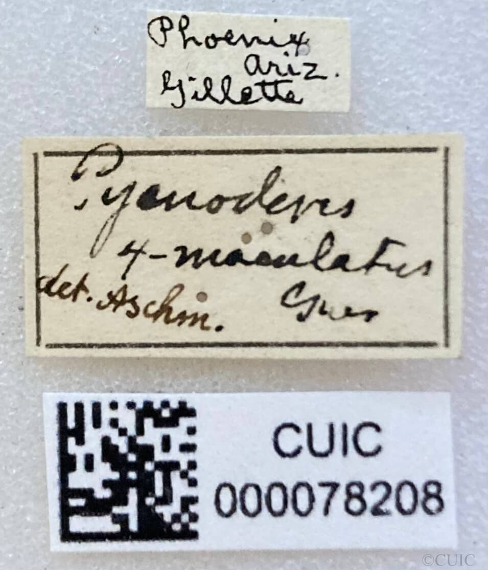 label view of adult Pycnoderes quadrimaculatus