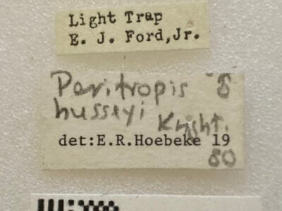 slide view of adult Peritropis husseyi