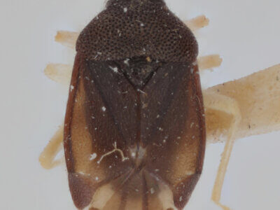 dorsal view of adult Sixeonotus insignis