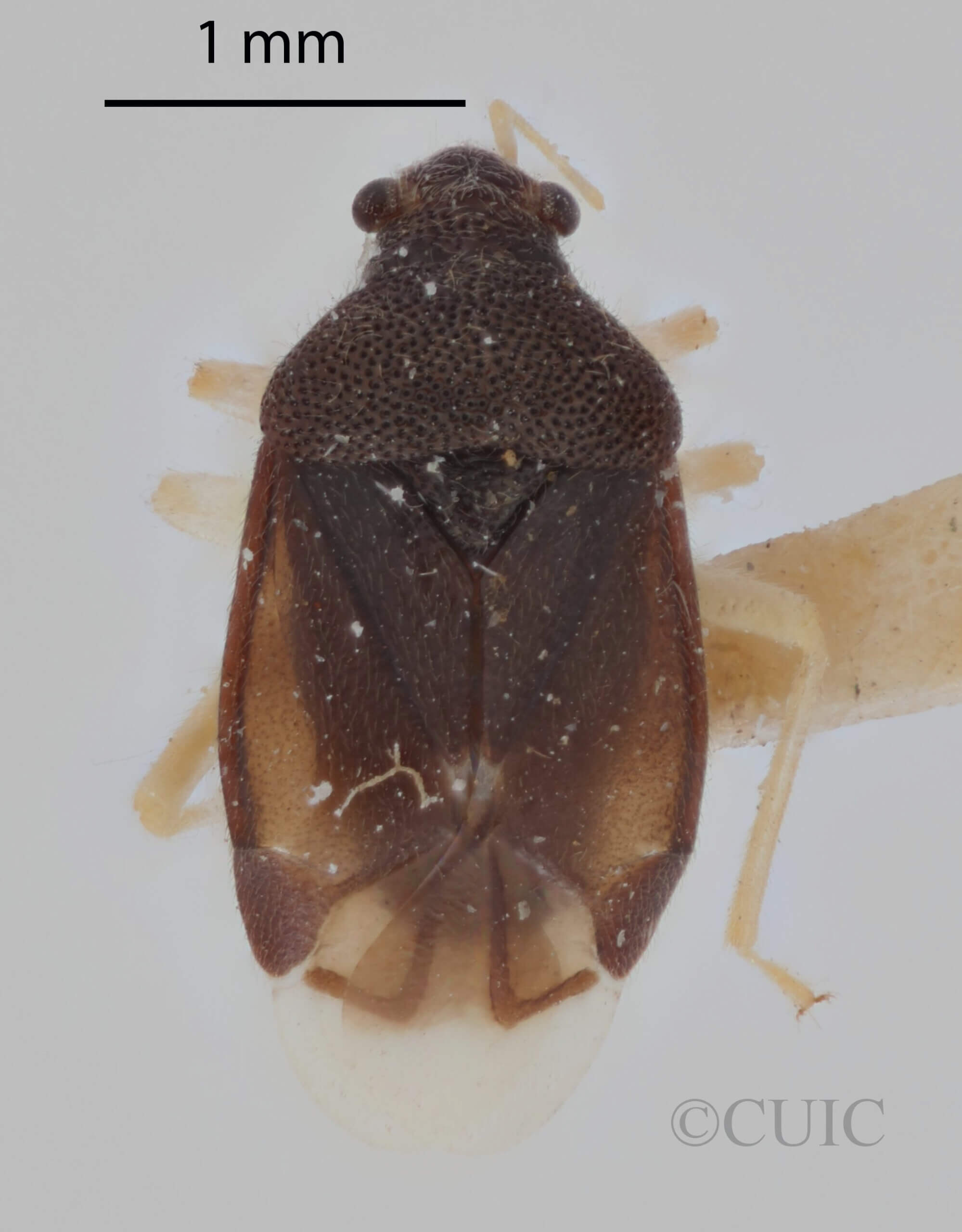 dorsal view of adult Sixeonotus insignis