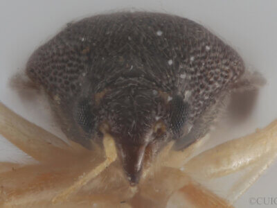 adult Sixeonotus insignis