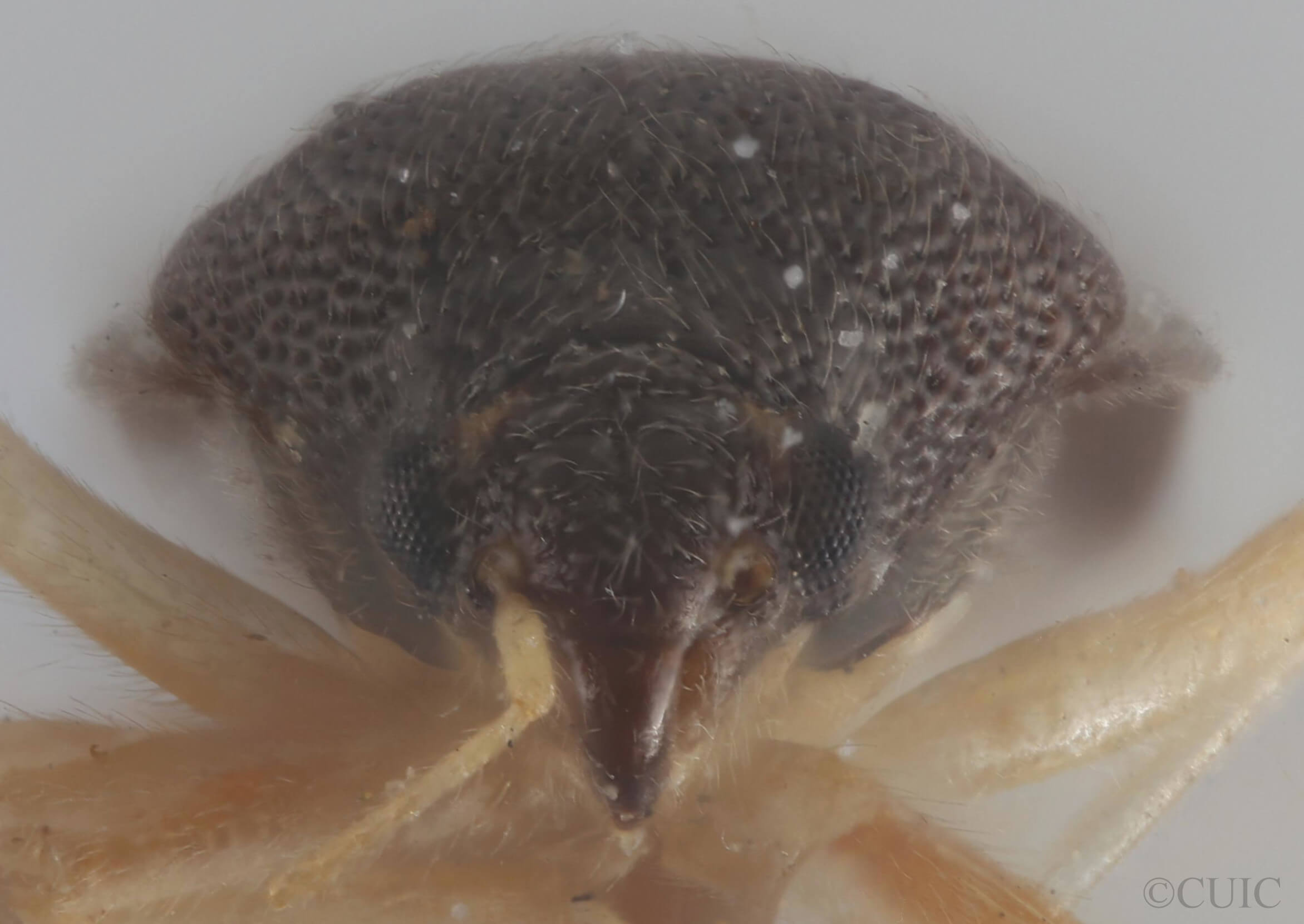 adult Sixeonotus insignis