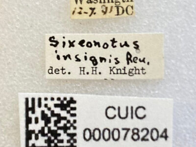 label view of adult Sixeonotus insignis