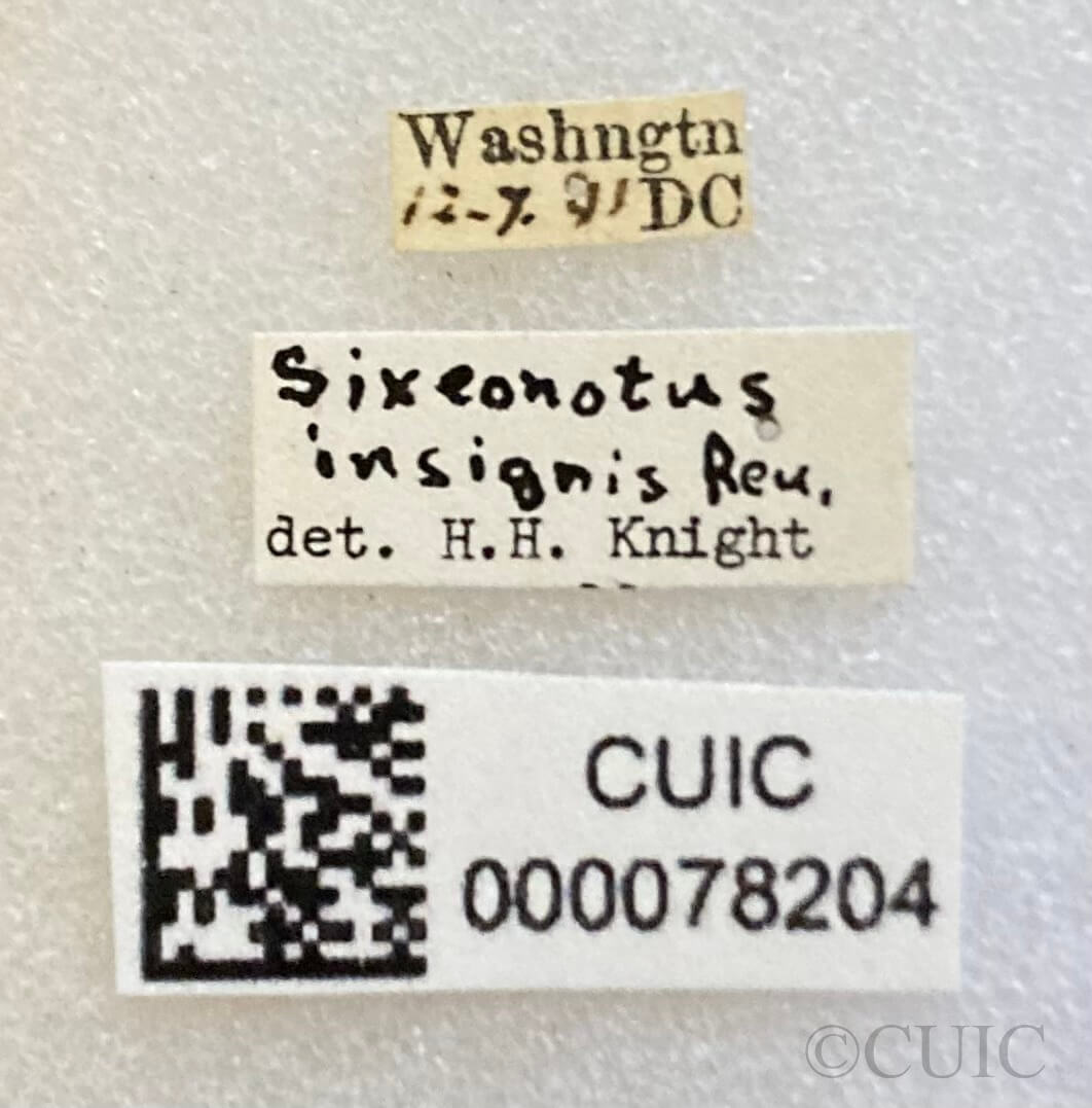 label view of adult Sixeonotus insignis