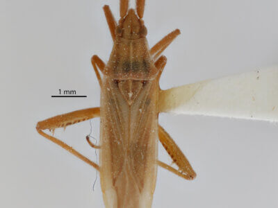 dorsal view of adult Stenodema trispinosum