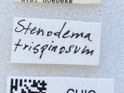 label view of adult Stenodema trispinosum