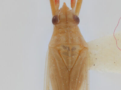 dorsal view of adult Trigonotylus caelestialium (Kirkaldy 1902)