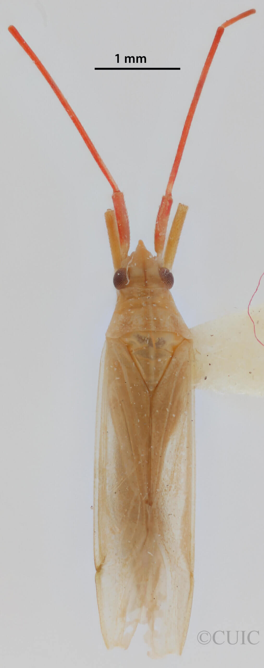 dorsal view of adult Trigonotylus caelestialium (Kirkaldy 1902)