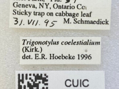 label view of adult Trigonotylus caelestialium (Kirkaldy 1902)