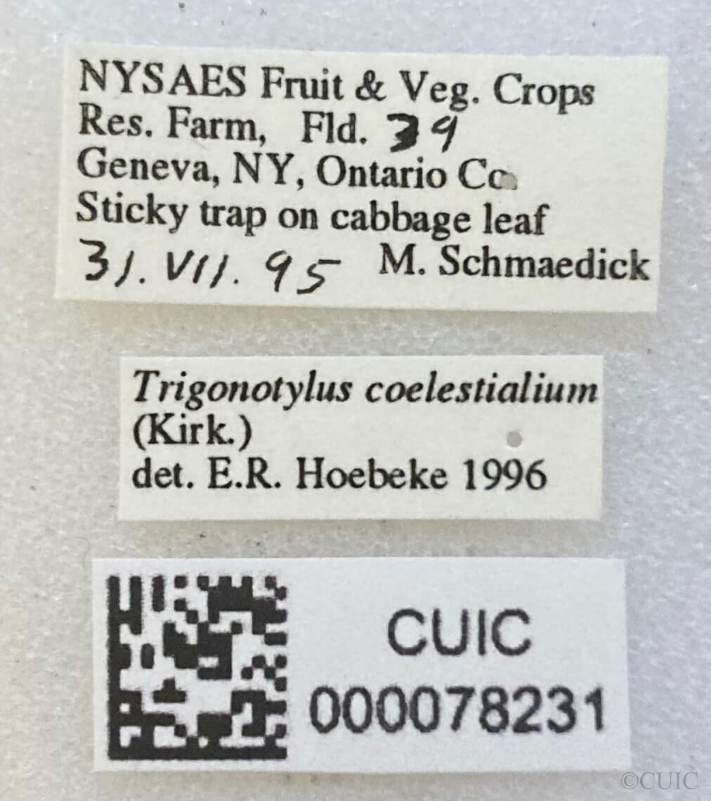 label view of adult Trigonotylus caelestialium (Kirkaldy 1902)