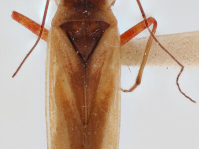 dorsal view of adult Teratocoris discolor Uhler, 1887