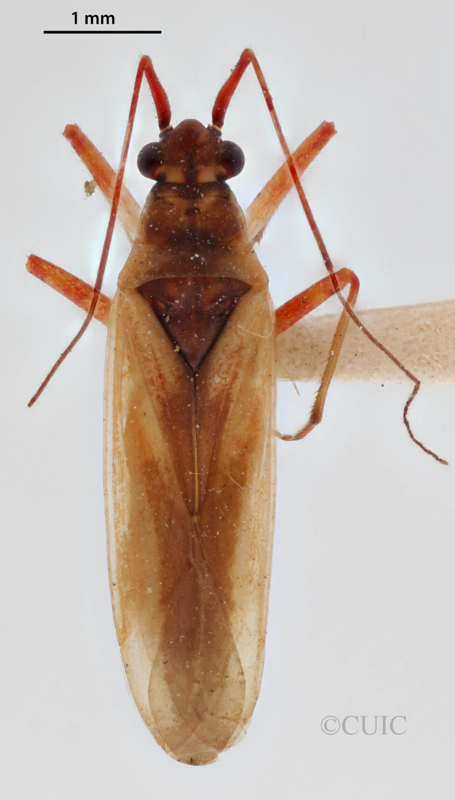 dorsal view of adult Teratocoris discolor Uhler, 1887