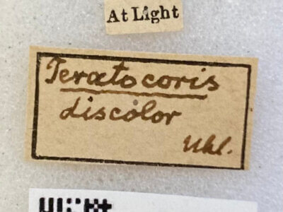 label view of adult Teratocoris discolor Uhler, 1887