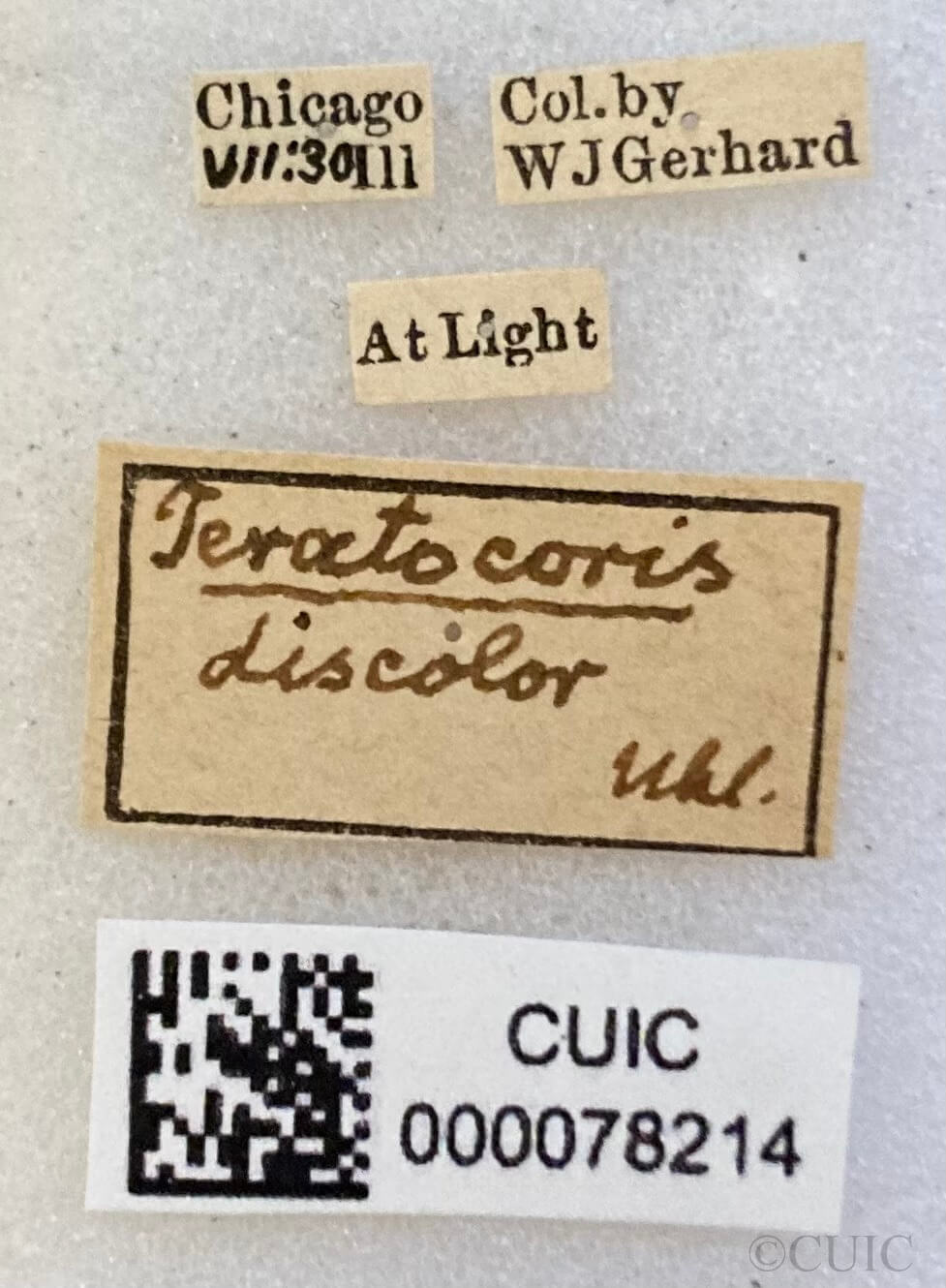 label view of adult Teratocoris discolor Uhler, 1887