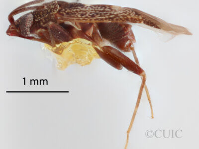 lateral view of adult Peritropis husseyi
