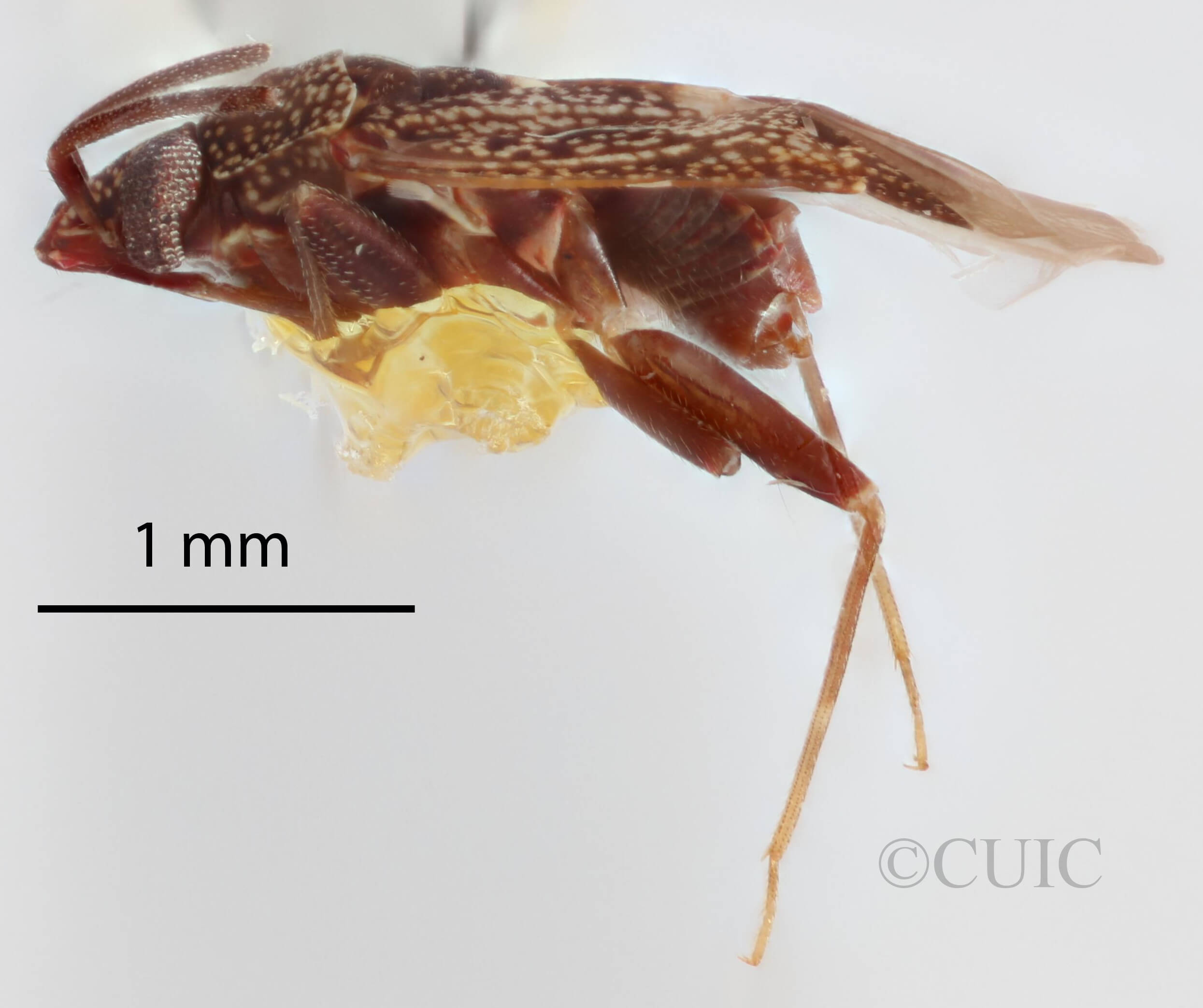 lateral view of adult Peritropis husseyi