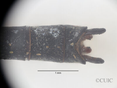 Dorsal view of genitalia