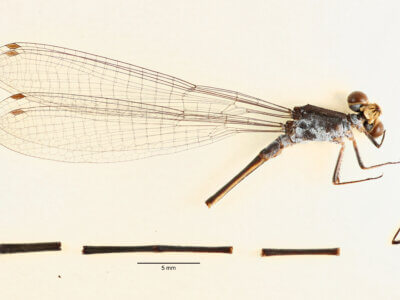 Whole specimen, right side