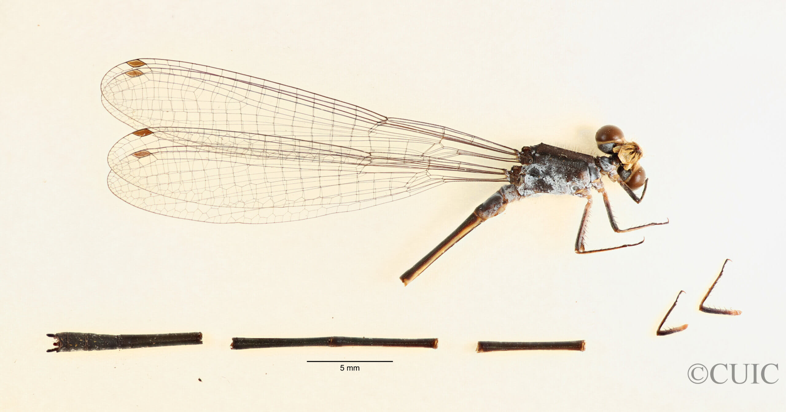 Whole specimen, right side