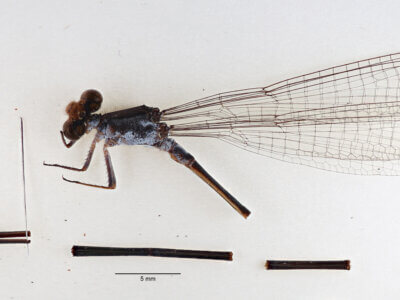 Whole specimen, left side