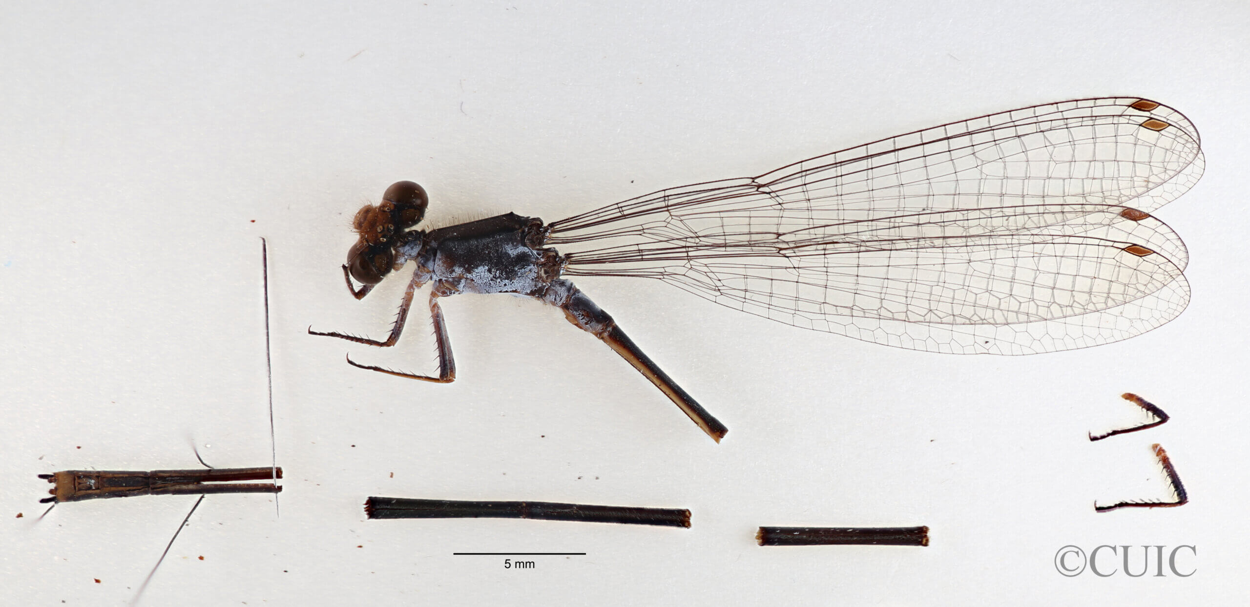 Whole specimen, left side