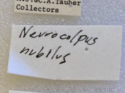 label view of adult Neurocolpus nubilus
