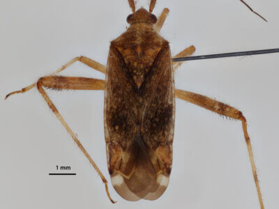 dorsal view of adult Neurocolpus nubilus