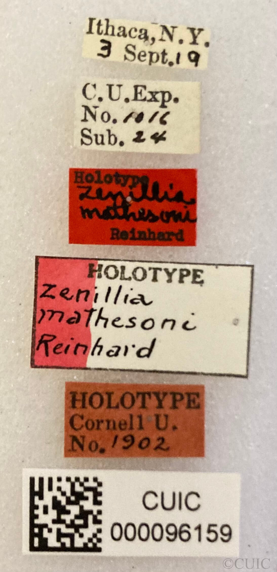 label view of adult Nilea mathesoniReinhard, 1937