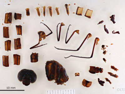 lateral view of adult Agrionoptera bartola Needham & Gyger, 1937 in CUIC