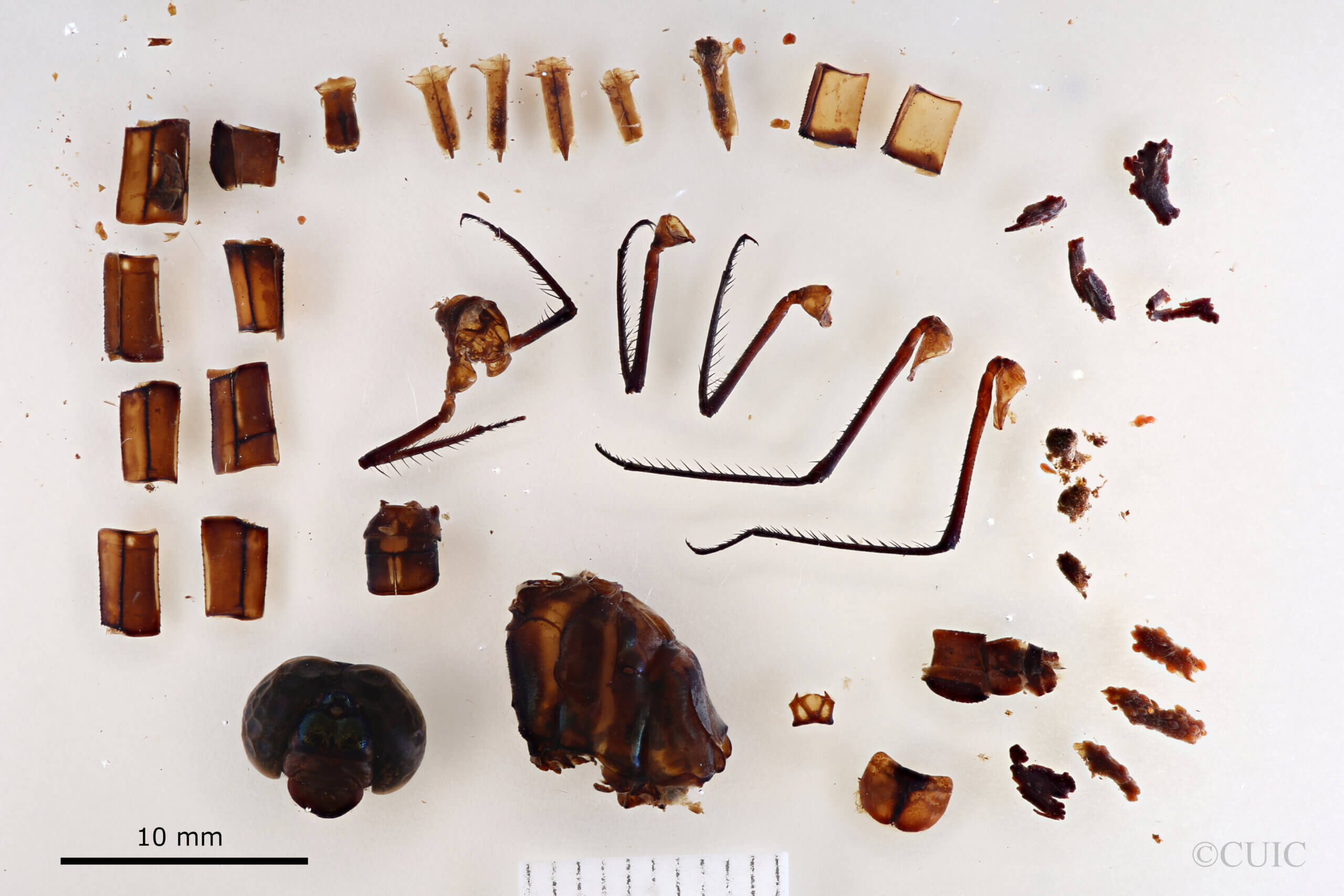 lateral view of adult Agrionoptera bartola Needham & Gyger, 1937 in CUIC
