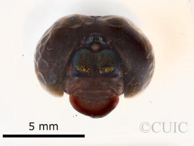 dorsal view of Agrionoptera bartola Needham & Gyger, 1937 in CUIC