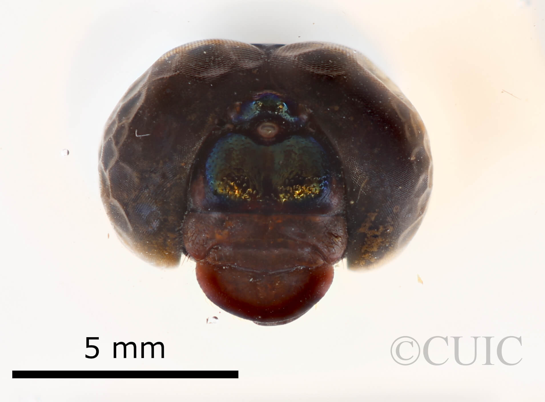 dorsal view of Agrionoptera bartola Needham & Gyger, 1937 in CUIC