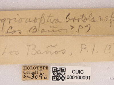 label view of adult Agrionoptera bartola Needham & Gyger, 1937 in CUIC