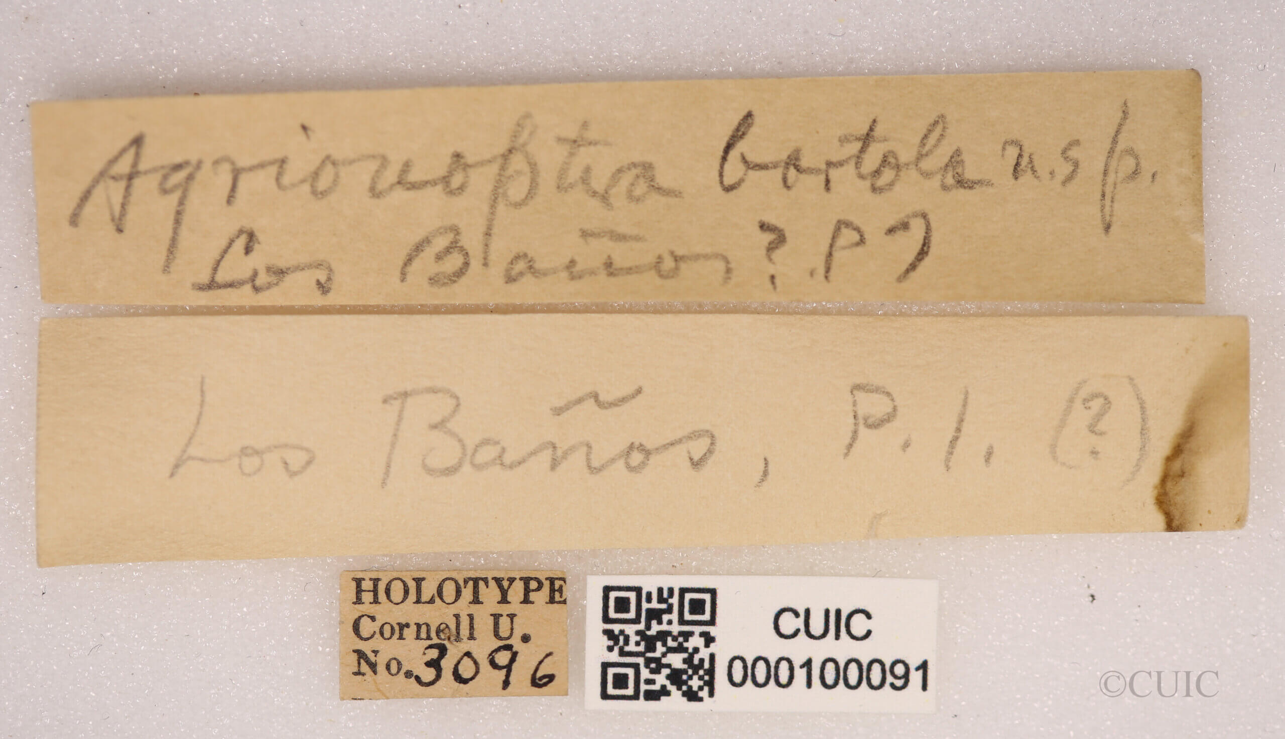 label view of adult Agrionoptera bartola Needham & Gyger, 1937 in CUIC