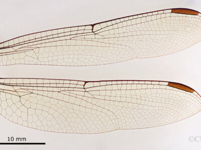 dorsal view of adult Agrionoptera bartola Needham & Gyger, 1937 in CUIC