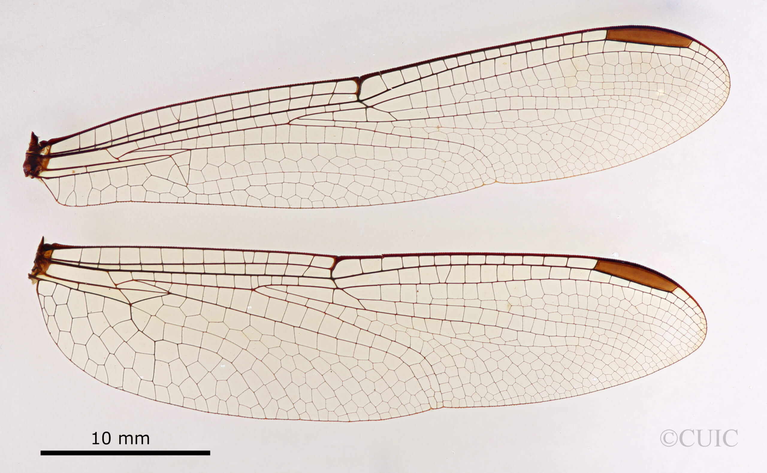 dorsal view of adult Agrionoptera bartola Needham & Gyger, 1937 in CUIC