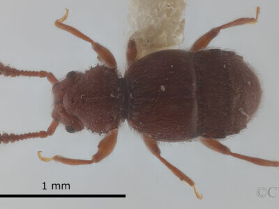 dorsal view of adult Eurhexius hambletoni Park, 1952