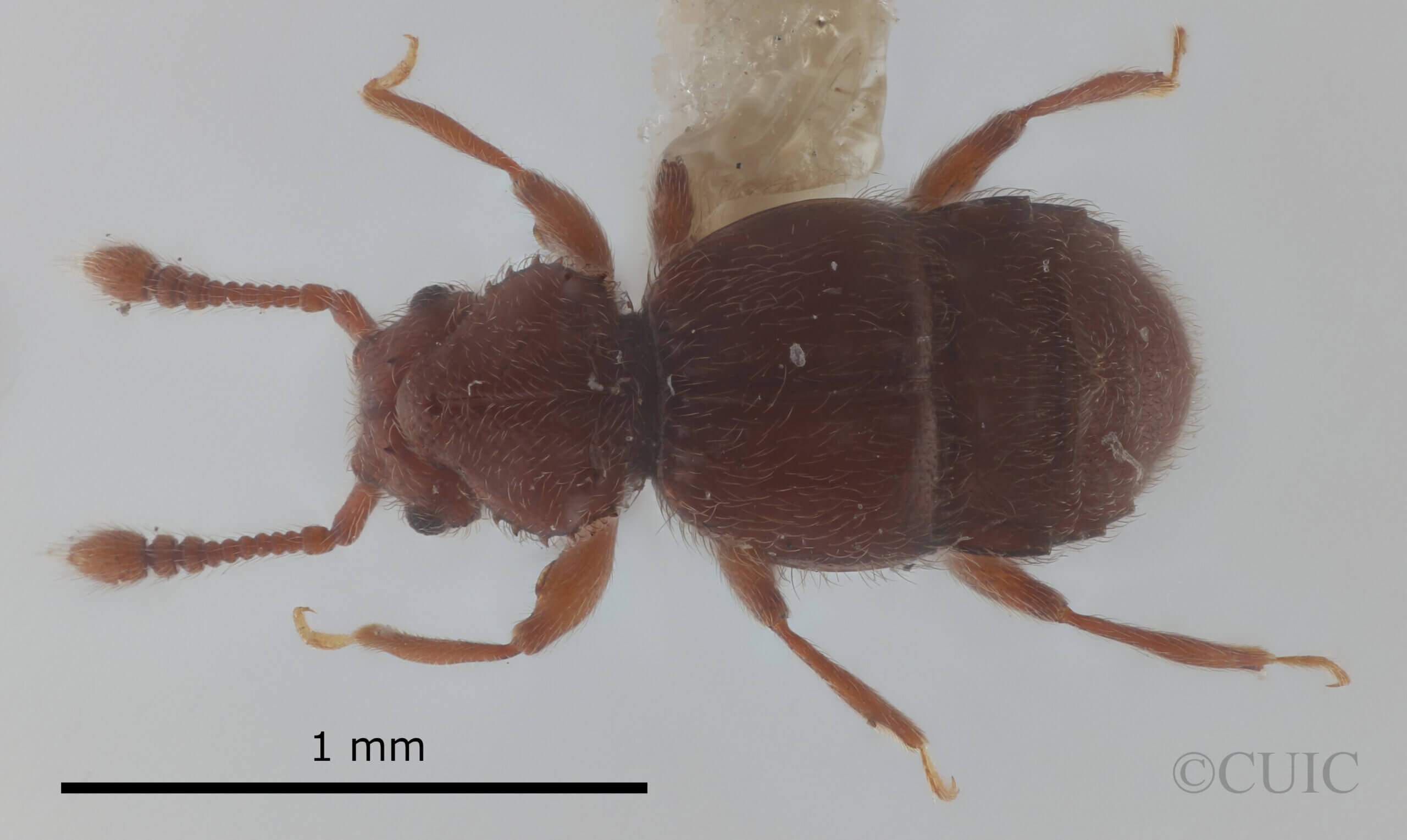 dorsal view of adult Eurhexius hambletoni Park, 1952