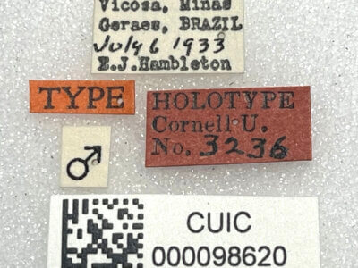 label view of adult Eurhexius hambletoni Park, 1952