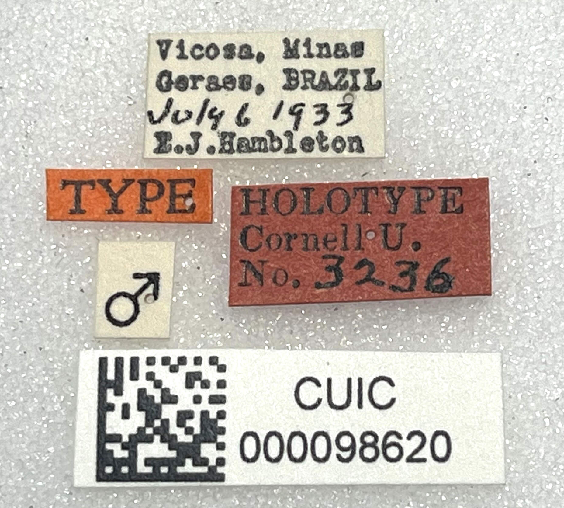 label view of adult Eurhexius hambletoni Park, 1952
