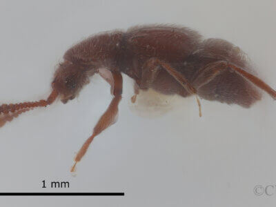 lateral view of adult Eurhexius hambletoni Park, 1952