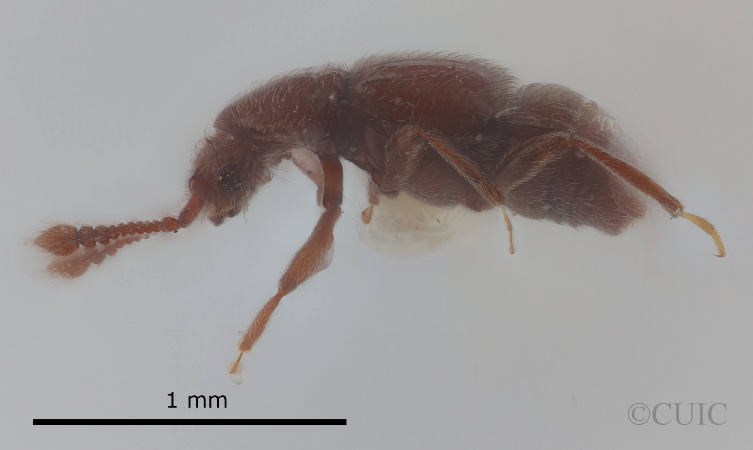 lateral view of adult Eurhexius hambletoni Park, 1952