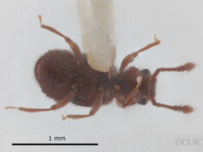 ventral view of adult Eurhexius hambletoni Park, 1952